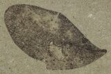 Fossil Leaf (Styrax & Caesalpinites) Plate - Utah #325591-2
